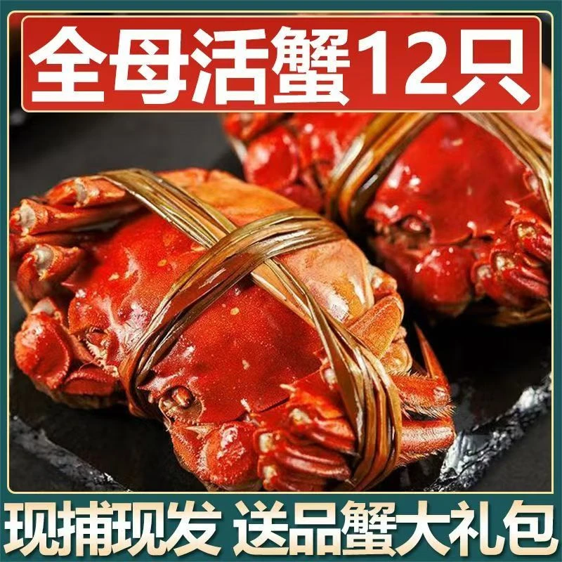 【现发活蟹】阳澄镇精品全母活蟹2.3-2.0两12只冷链礼盒发货