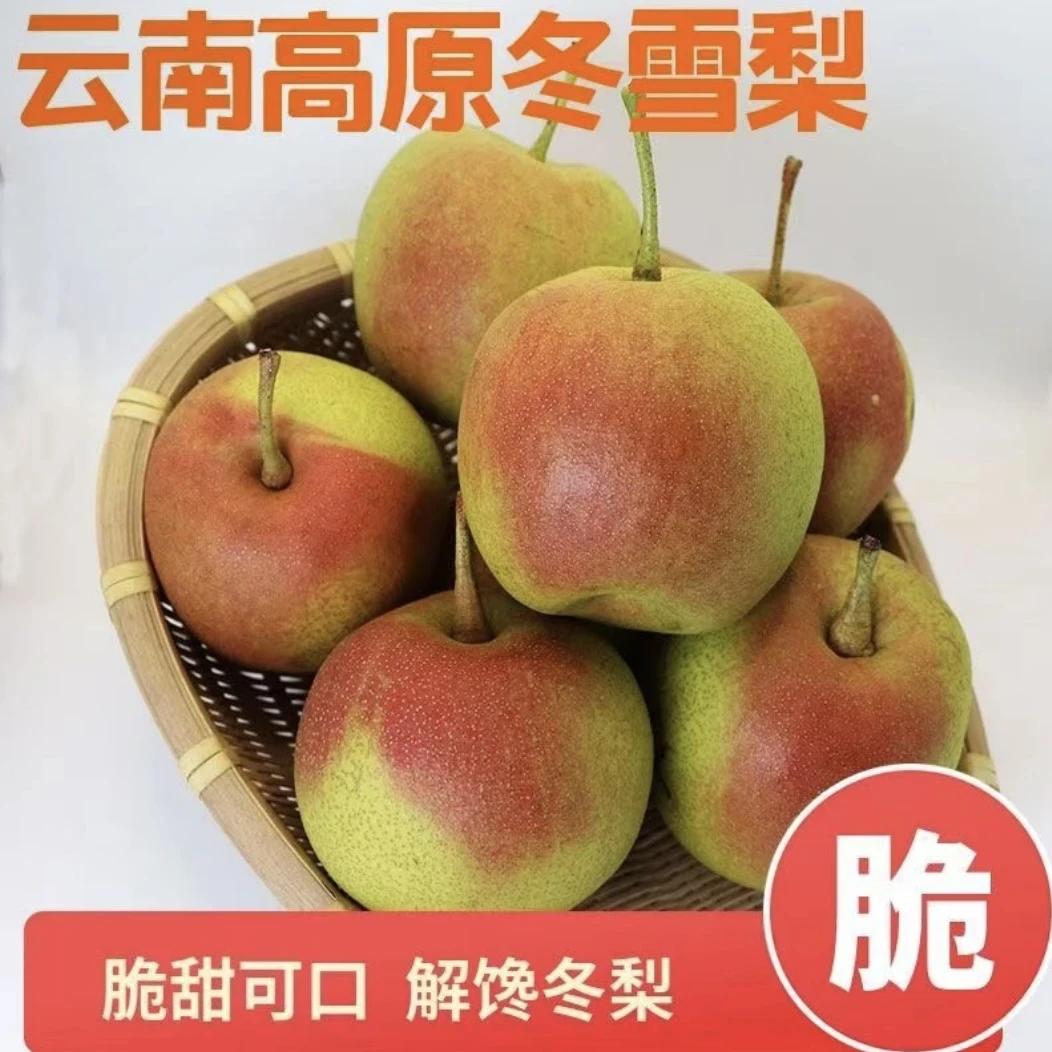 云南高原冬雪梨新鲜应季水果香皮薄多汁4.5斤