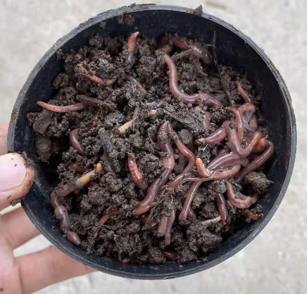 【蚯蚓活体】用于改良土壤厨余造肥饲养观察