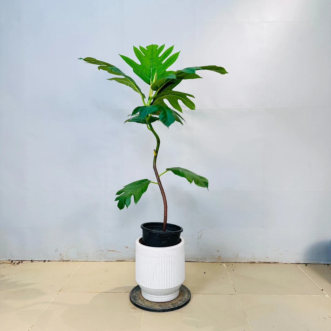 面包树盆栽客厅绿植落地真树网红轻奢花卉办公室好养室内大型植物