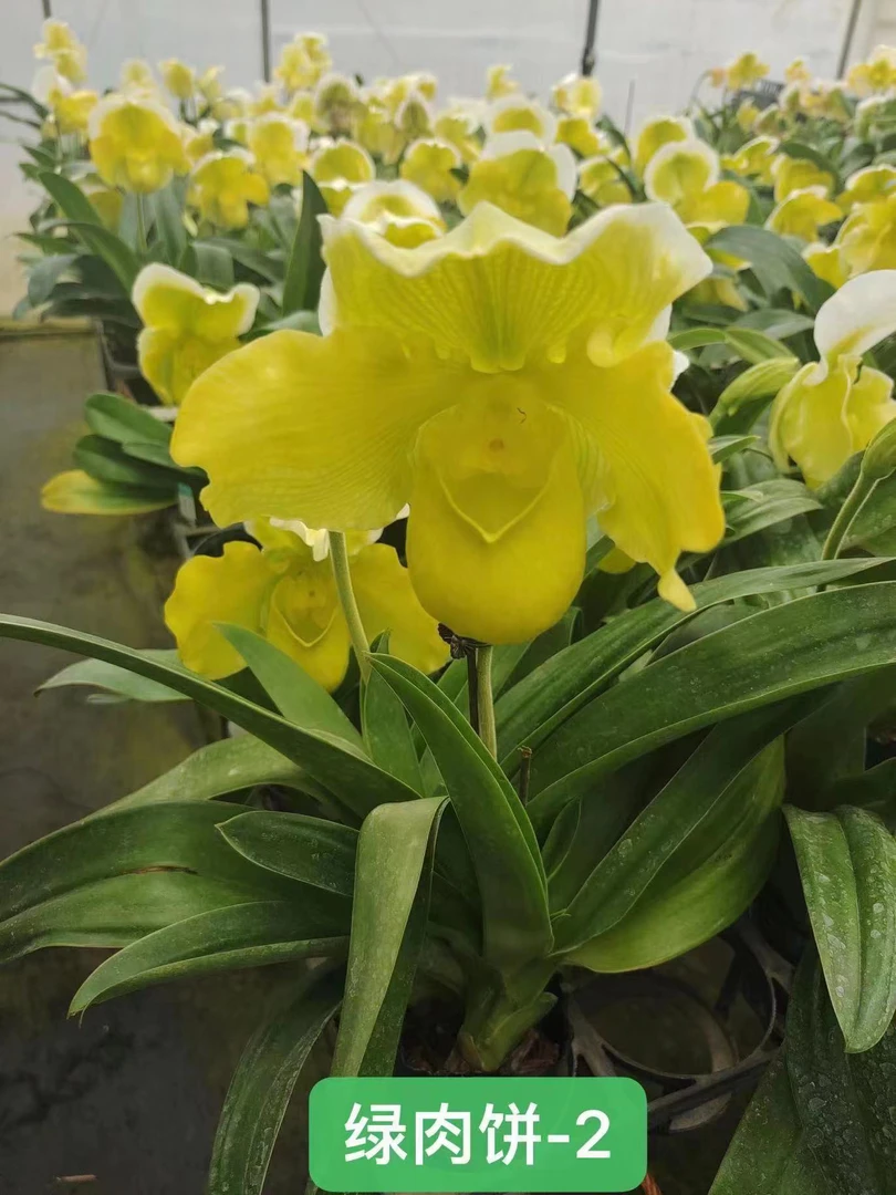 绿肉饼兜兰 二号带花苞