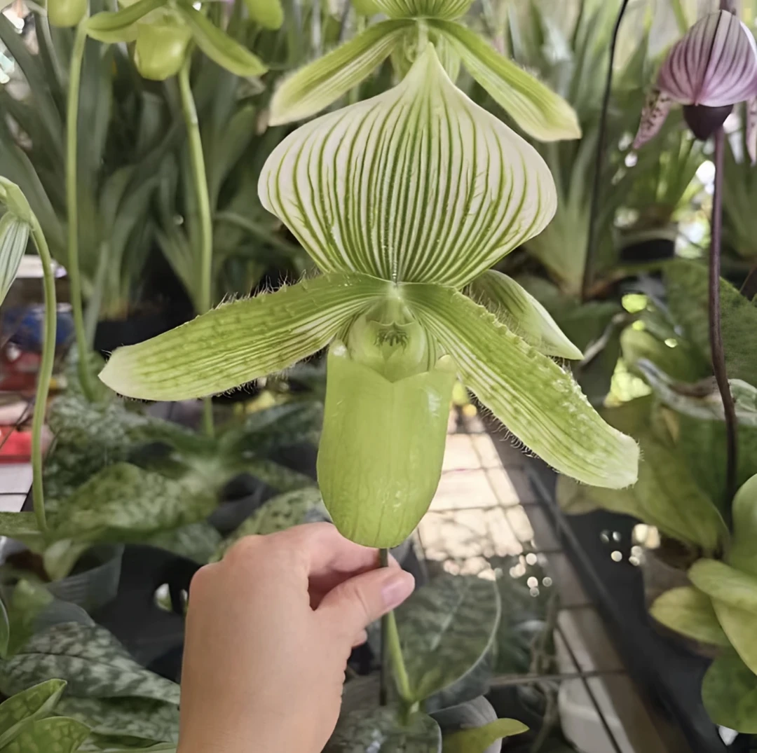 魔帝兜兰 绿素花 带花苞 大花