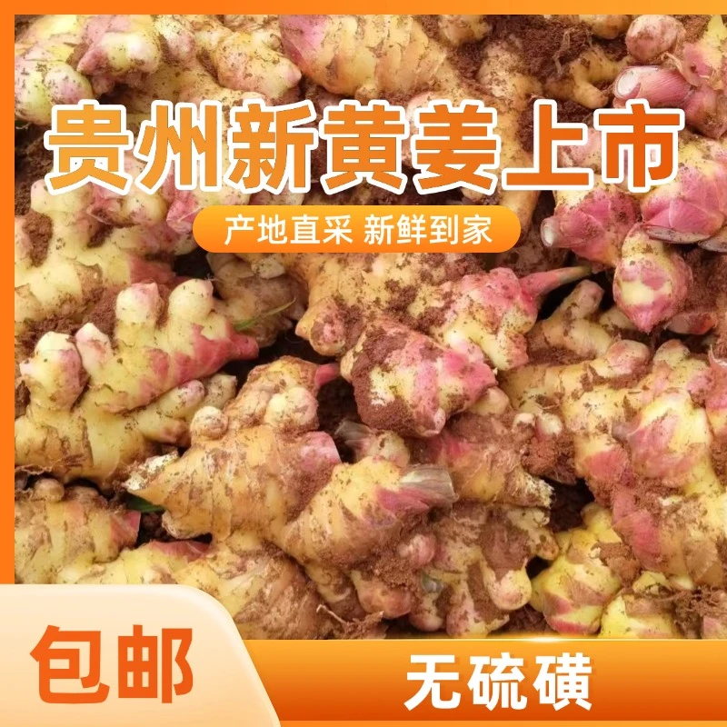 贵州农家自种精选优质生姜小黄姜新鲜现挖现发生姜5斤9斤装包邮