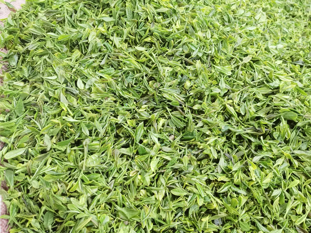纯料露天核心区头轮头采日照绿茶，栗香浓郁，浓淡相宜，耐冲泡回甘