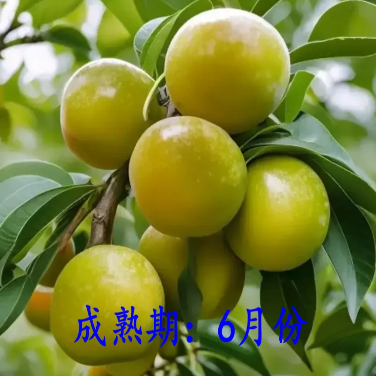 龙李嫁接树苗特大龙李子苗6月成熟盆栽地栽李子树苗南北方种