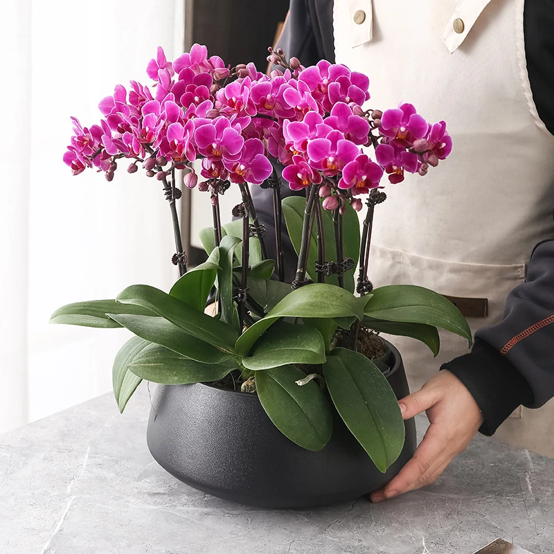 2023年新款蝴蝶兰陶瓷花盆矮款金色年宵新品花卉绿植圆形无孔水培