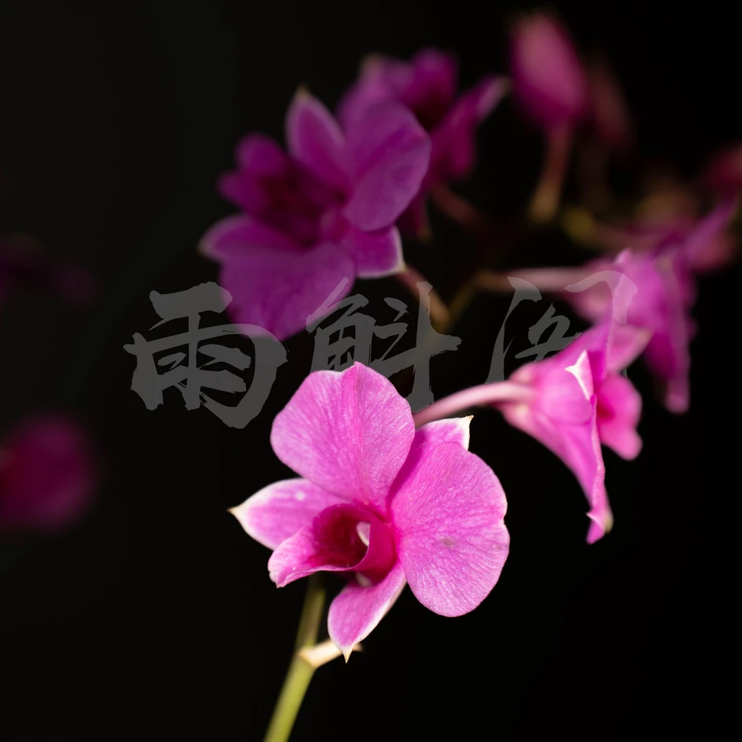 迦南红秋石斛盆栽兰花 阳台客厅办公室窗台室内好养护