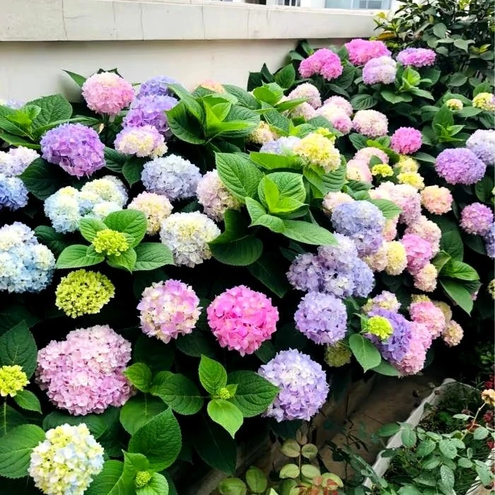 绣球盆栽（全品类2加仑）庭院阳台花卉植物