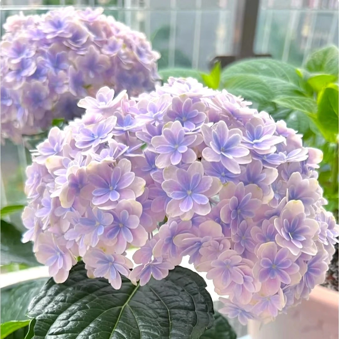 绣球盆栽（全品类1加仑）庭院阳台花卉植物已修剪