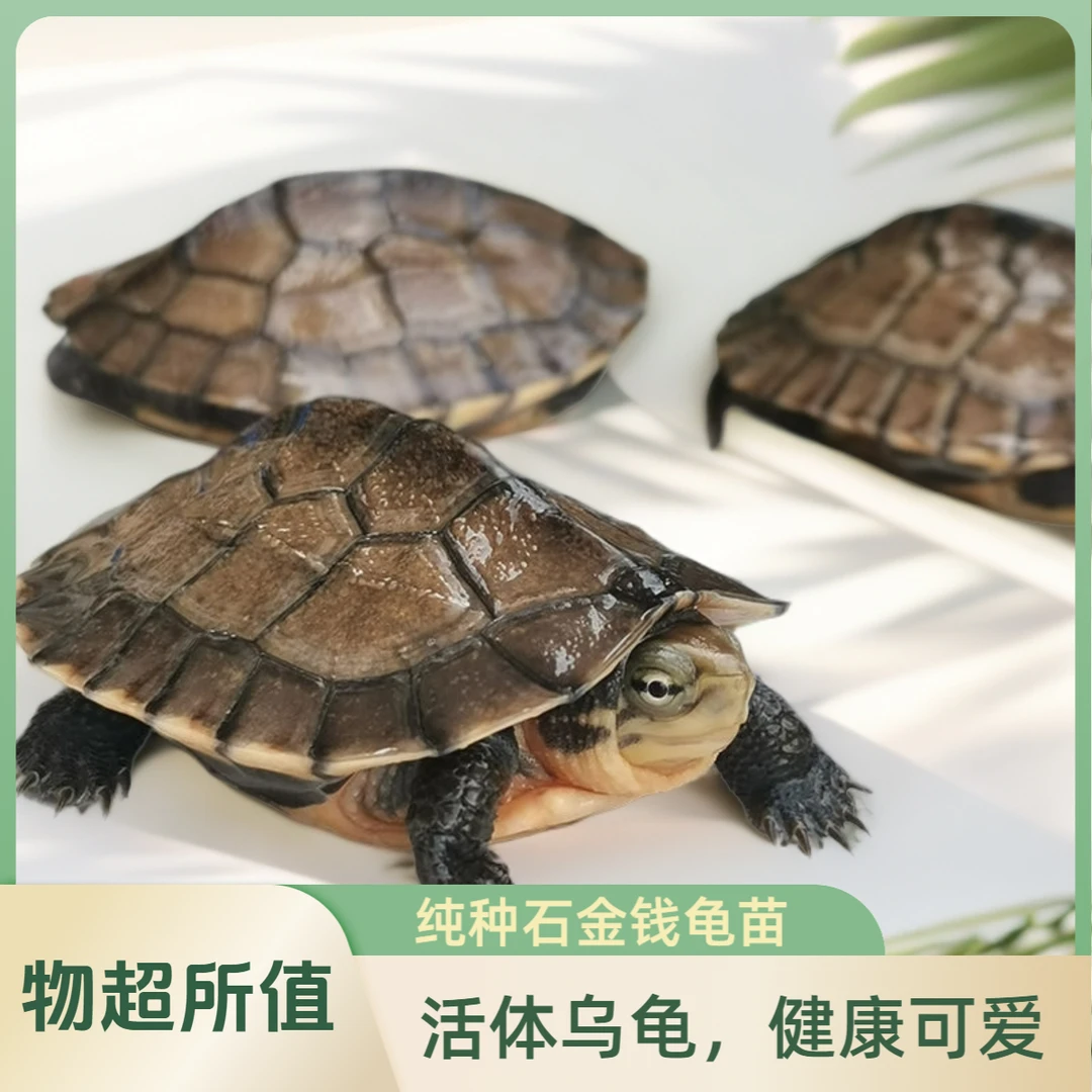 石金钱苗子繁殖观赏石金钱种龟-直接拍随机发