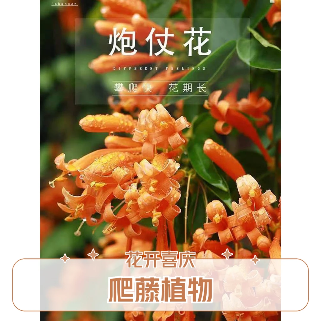 爬藤植物炮仗花苗盆栽橙红色花室外大棚爬藤遮阳庭院围墙垂吊花苗