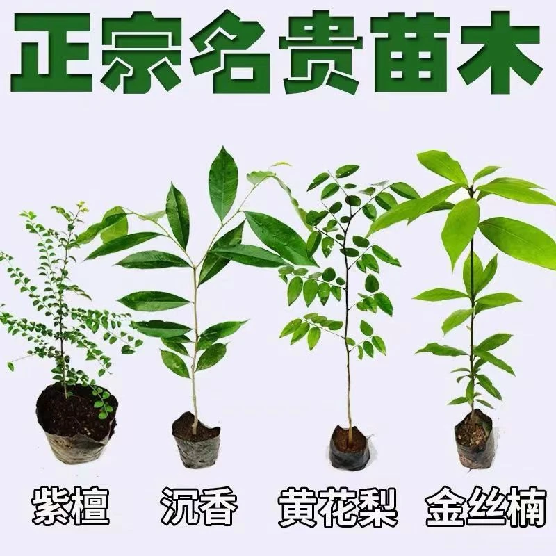 名贵树苗金丝楠木苗 海南黄花梨沉香苗 小叶紫檀苗原土杯带叶发货