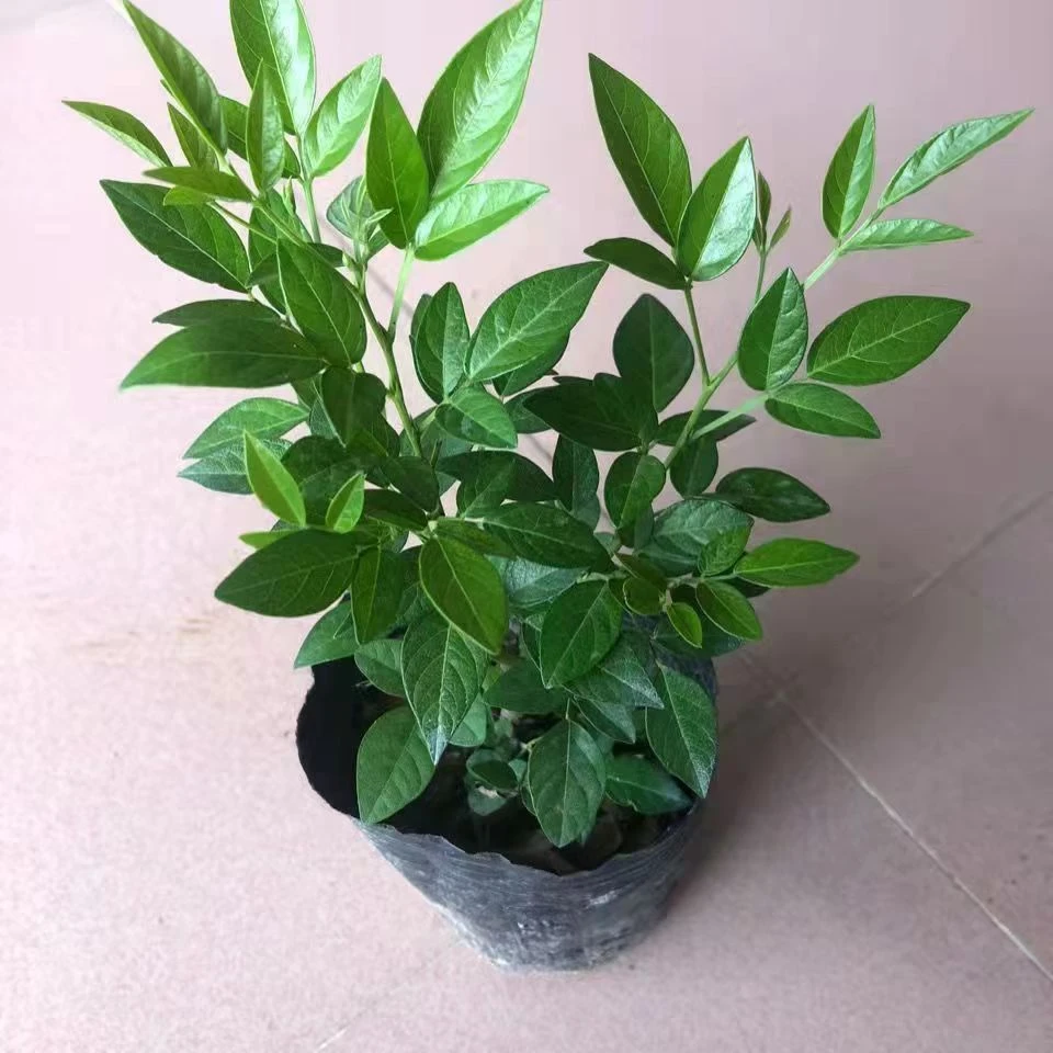 抹草苗仙草苗潮汕仙草三叶青苗盆栽绿植红花抹草家居婚嫁吉祥花草