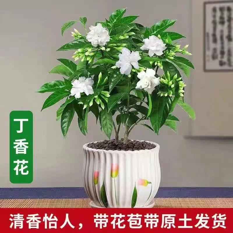 丁香花盆栽浓香型花卉秋香花狗头花苗室内外阳台庭院好养美观植物
