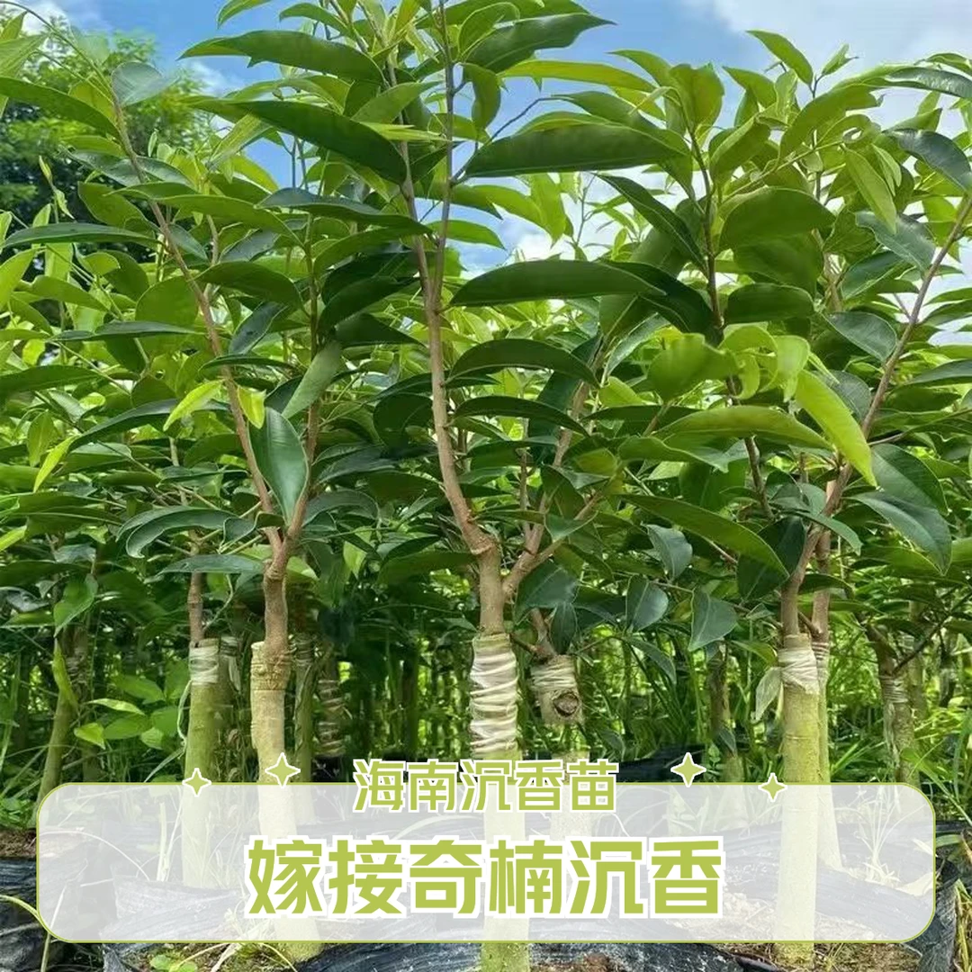 海南沉香树苗土沉香苗奇楠沉香树苗名贵树苗带叶绿色批发树苗庭院