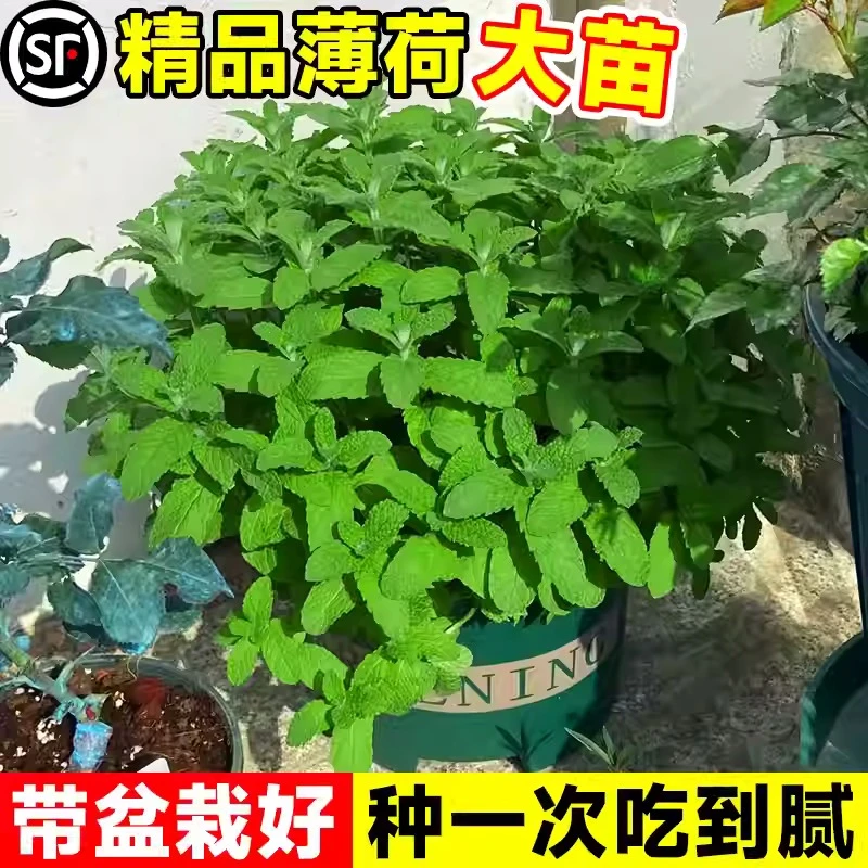 薄荷盆栽可食用水培柠檬薄荷叶好养迷迭香苗驱蚊植物室内新鲜绿植