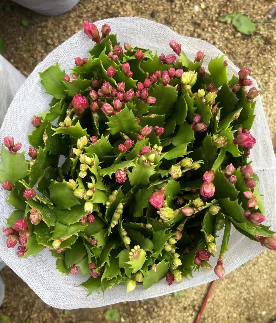 爆米花蟹爪兰盆栽金满堂进口品种带花苞精品花卉阳台室内绿植花卉