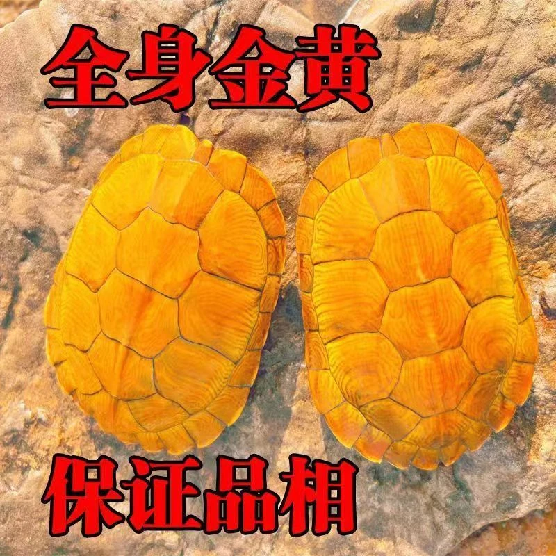 【黄金招财】小乌龟活物巴西黄金宠物活体观赏活体乌龟活体金钱龟