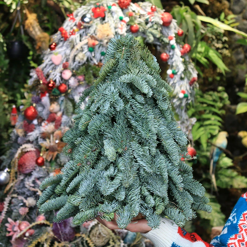 【进口圣诞树】花一森林进口丹麦诺贝松保湿高端轻奢花材可做干花