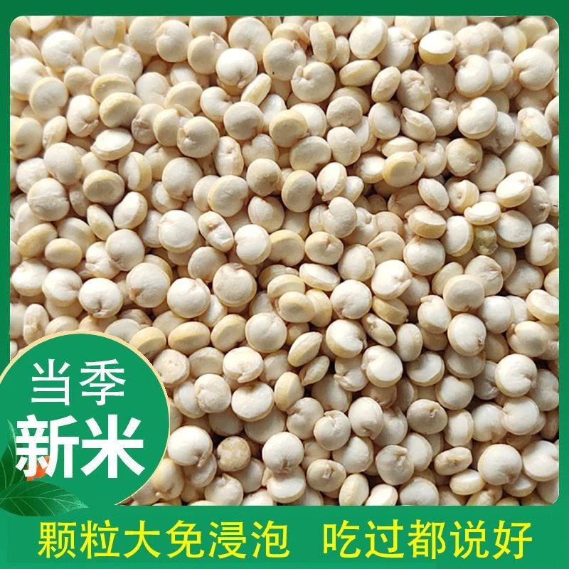 白藜麦大颗粒藜麦新米白黎麦米五谷粗粮新鲜宝宝营养食用饱满味道