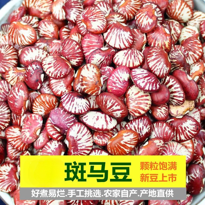 新货斑马豆 小肾豆花豆神豆农家荷包豆花菜豆大红豆红芸豆花芸豆