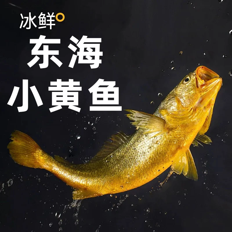 正宗东海野生小黄鱼