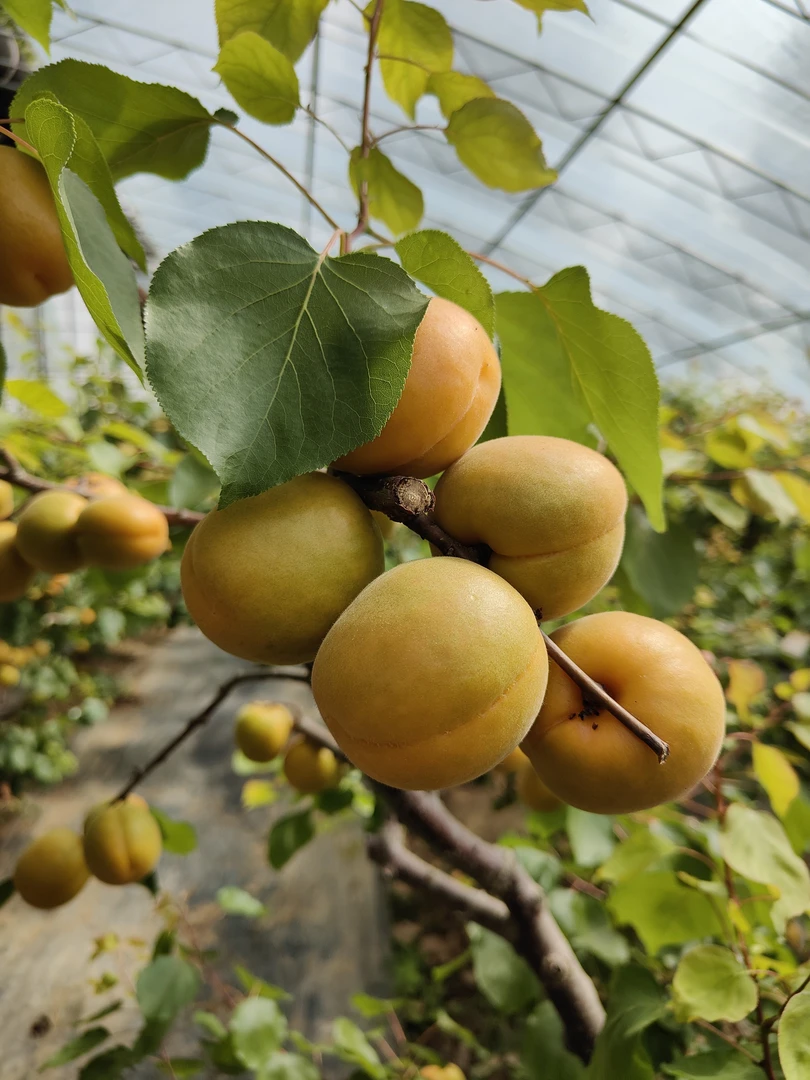 【果园现摘】金太阳微黄杏子酸脆头茬酸杏水果新鲜应季孕妇水果