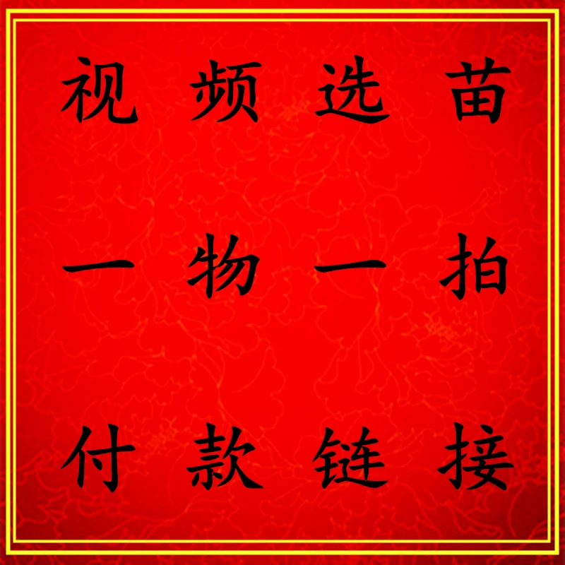 花镜植物一物一拍