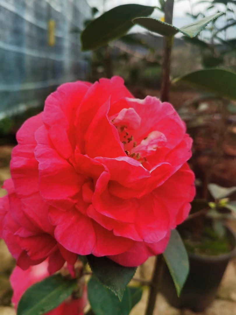 云南山茶花 滇西鹤顶红 靠接两年苗 带花苞 基地直发