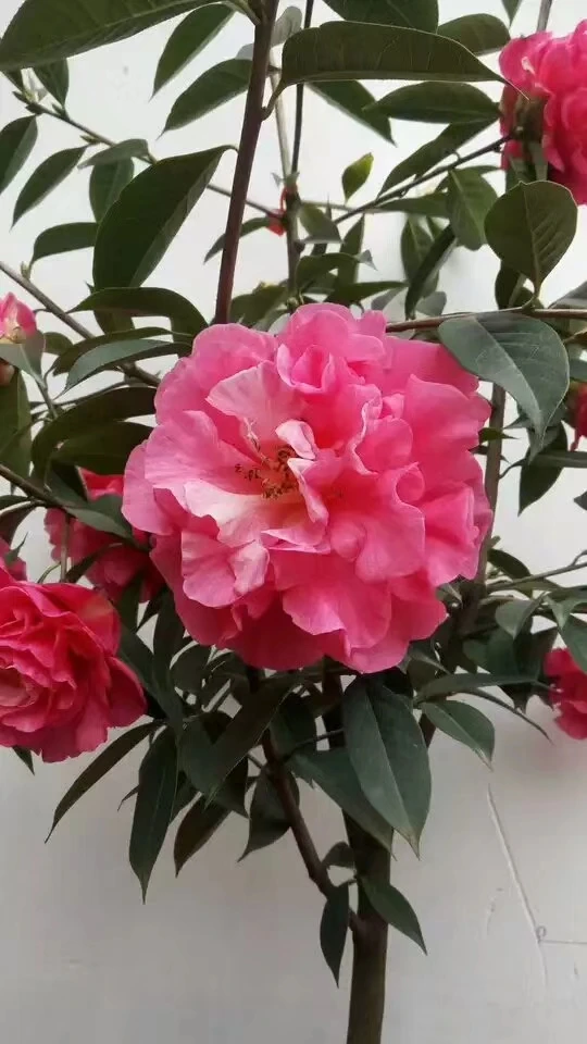 云南山茶花 牡丹茶 靠接两年苗 带花苞 基地直发 可实拍选苗