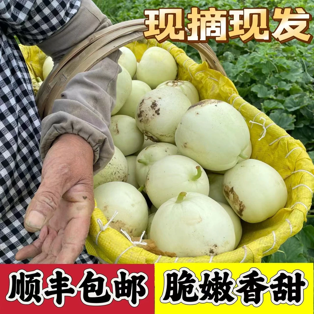 【顺丰包邮】湖北露天甜宝甜瓜白甜瓜小梨瓜香瓜农家自种5斤10斤