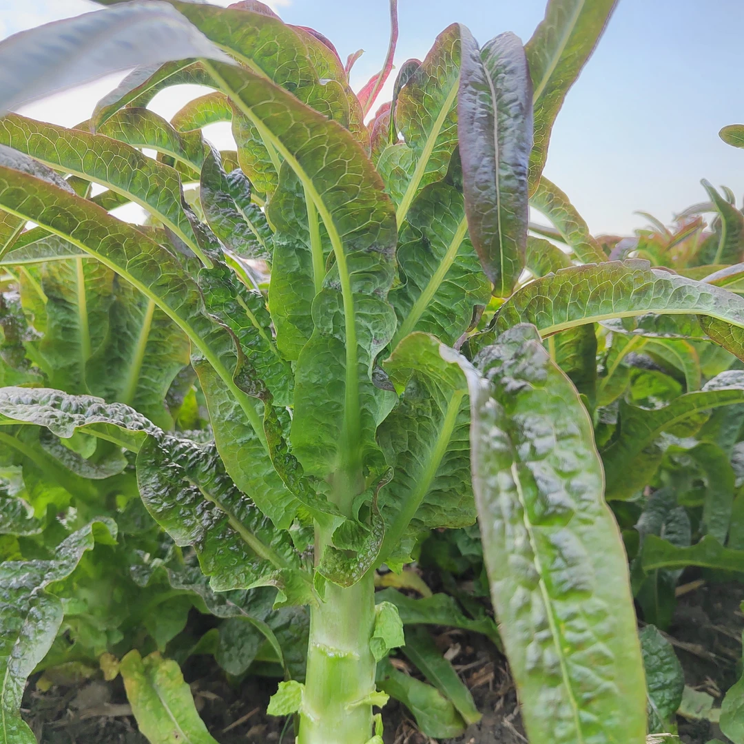 湖北本地香莴苣红叶绿肉香莴笋露天种植小莴笋3斤5斤装