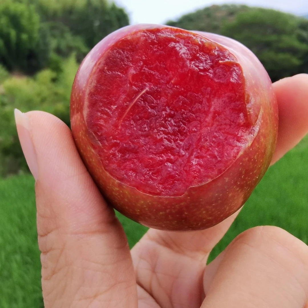顺丰-新疆恐龙蛋新鲜孕妇原产水果应季现货李子芙蓉李果园原产