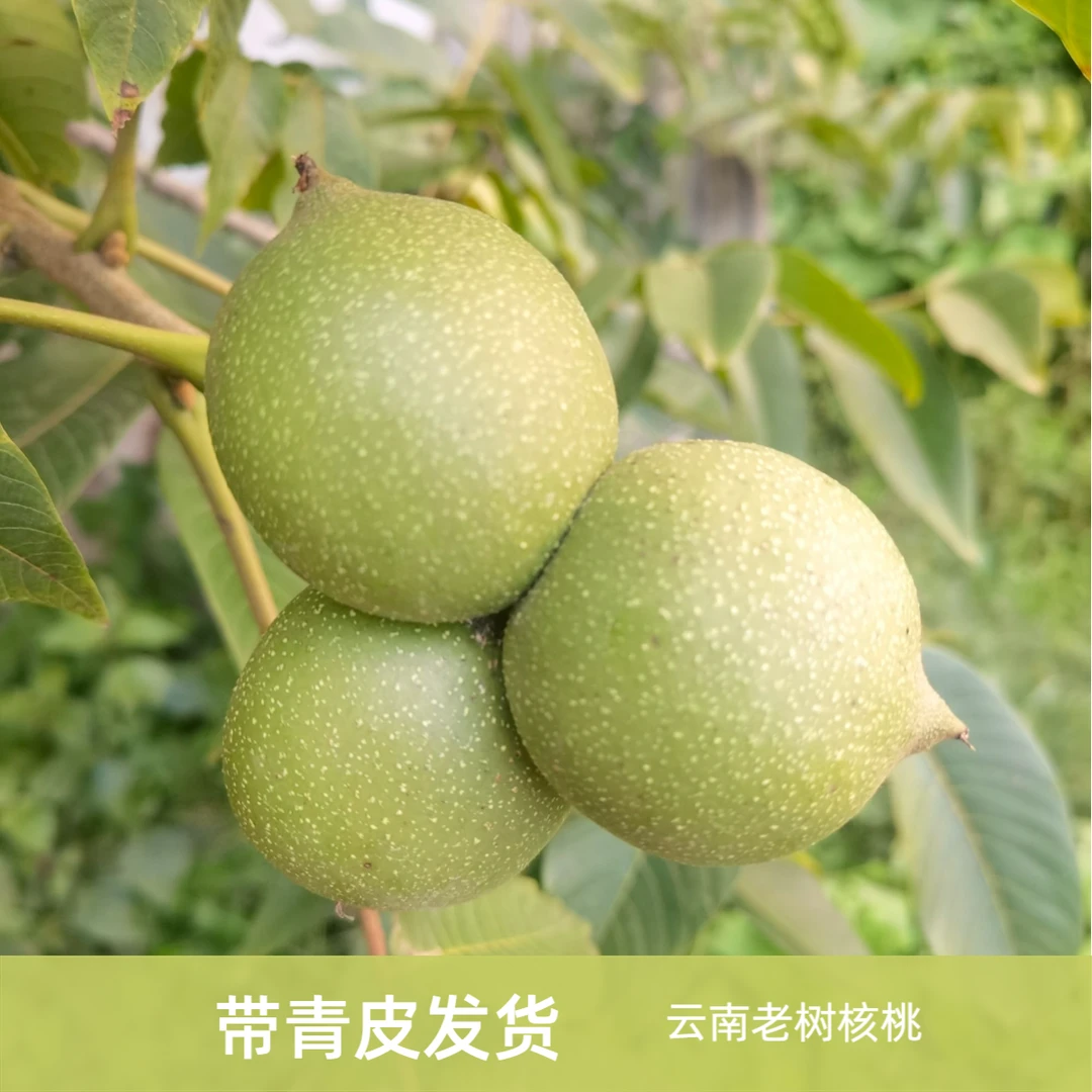 带青皮发货2025年云南古树老树新鲜湿核桃孕妈妈水果不添加不漂洗