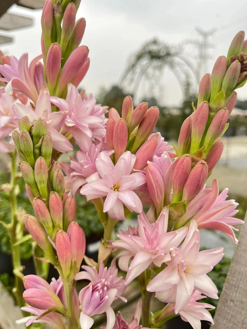 【重瓣晚香玉】晚香玉种球皮实好养多年生春夏盆栽花期长香味浓郁