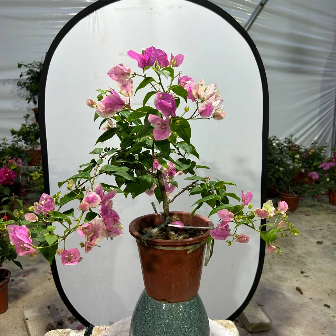 漳红樱百变花蝴蝶三角梅温柔花卉盆栽绿植