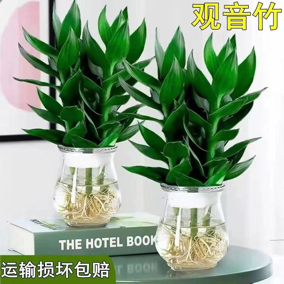 观音竹水培绿植物富贵竹子室内盆栽绿萝水养四季好养驱蚊驱虫绿植