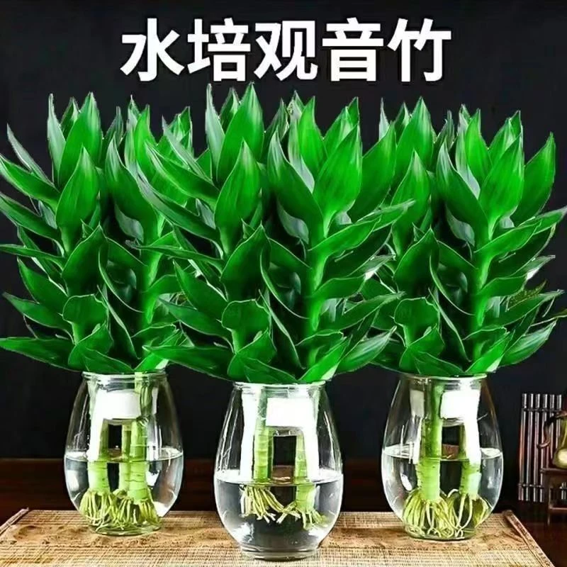 【基地直发】观音竹水培绿植盆栽富贵竹花卉好养植物办公室室内养