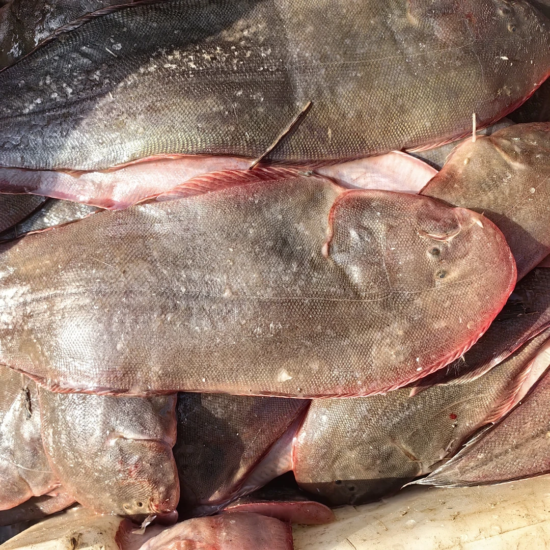 小旭水产～渤海湾它米鱼 龙利鱼 踏板鱼野生海捕新鲜