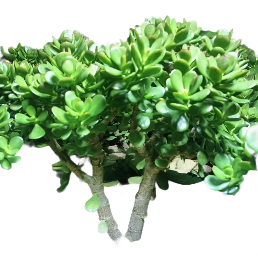 精品多肉 大号摇钱树