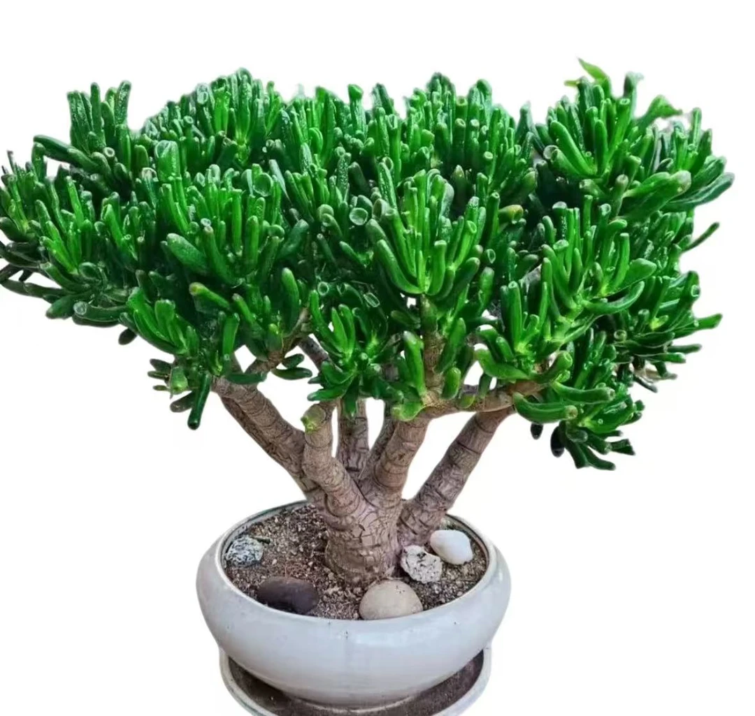 精品多肉超大号吸财树