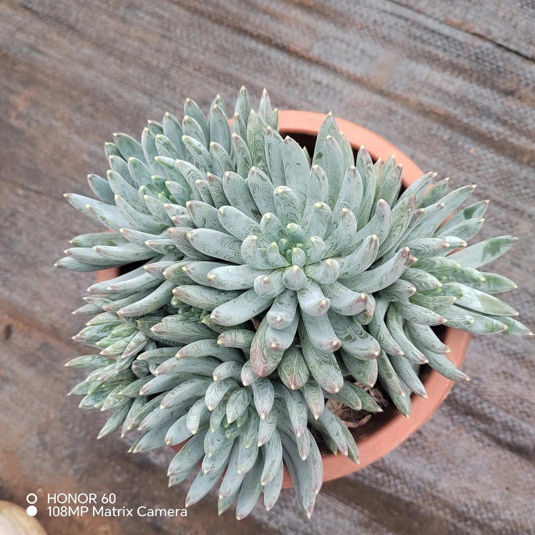 【蓝黛莲】艺友多肉肉植物