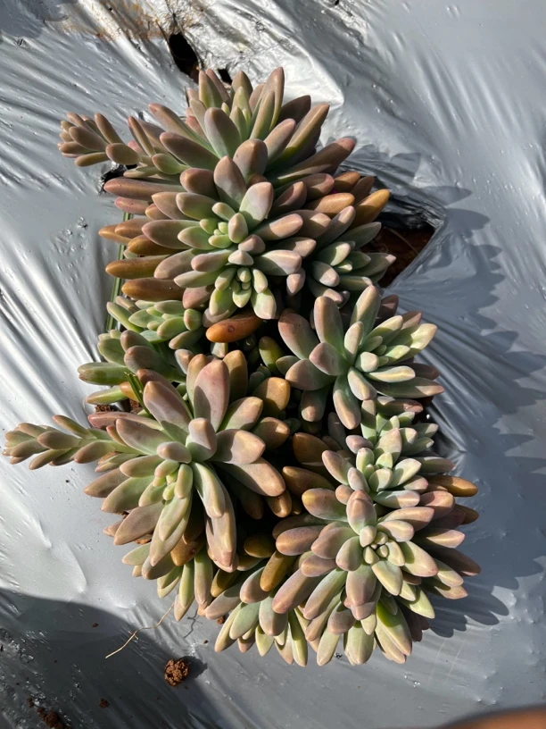 【秋丽】艺友多肉植物低栽秋丽