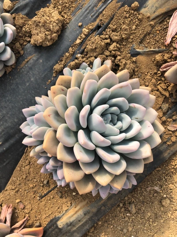 【奥普】艺友多肉植物地载奥普