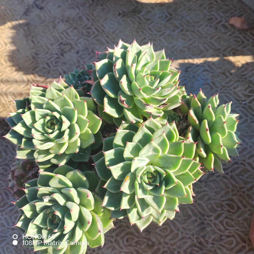 【绿爪】艺友多肉植物老桩 整桩