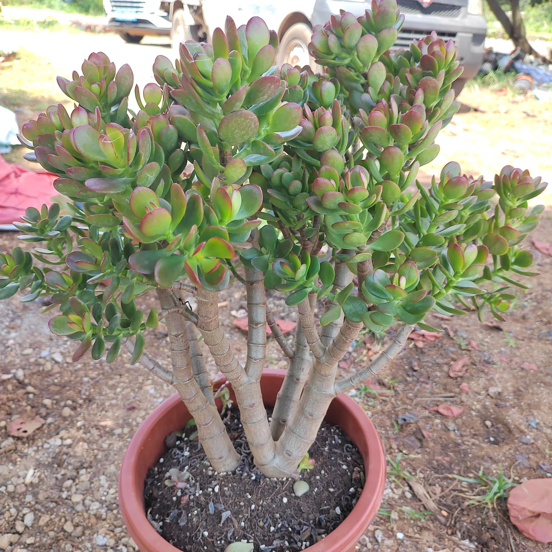 【姬红花叶】艺友多肉植物 大盆，高桩