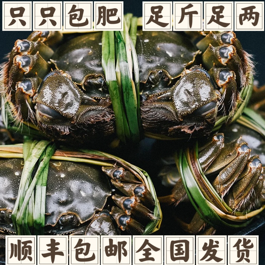 嗨过瘾鲜活大闸蟹现捕螃蟹公活蟹母蟹2两买8只送2只共10只礼盒装