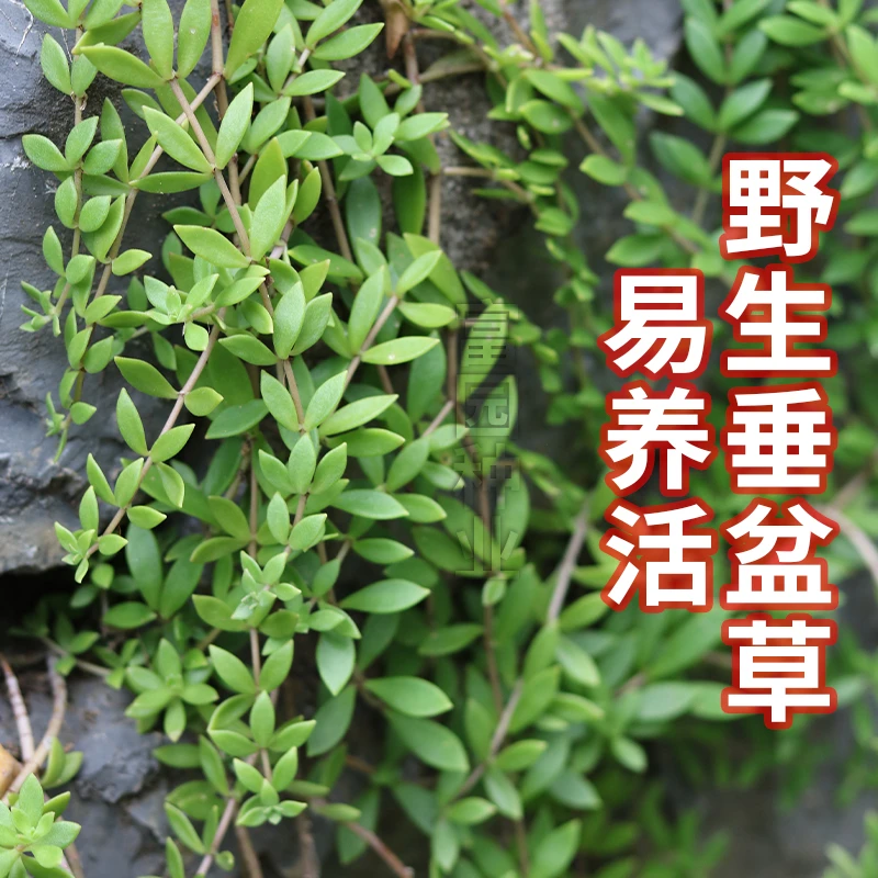 正宗野生垂盆草苗可食用狗牙草护肝养肝草吊兰植物阳台盆栽四季草