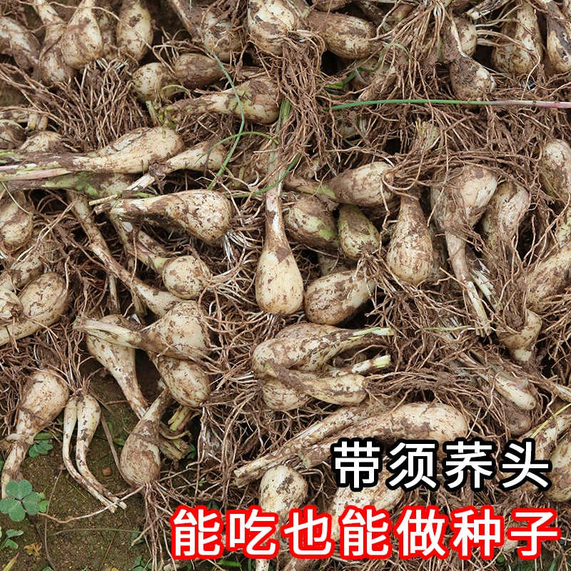 湖南新鲜荞头种苗能吃能种植去叶带须时令蔬菜种子1斤3斤5斤藠头