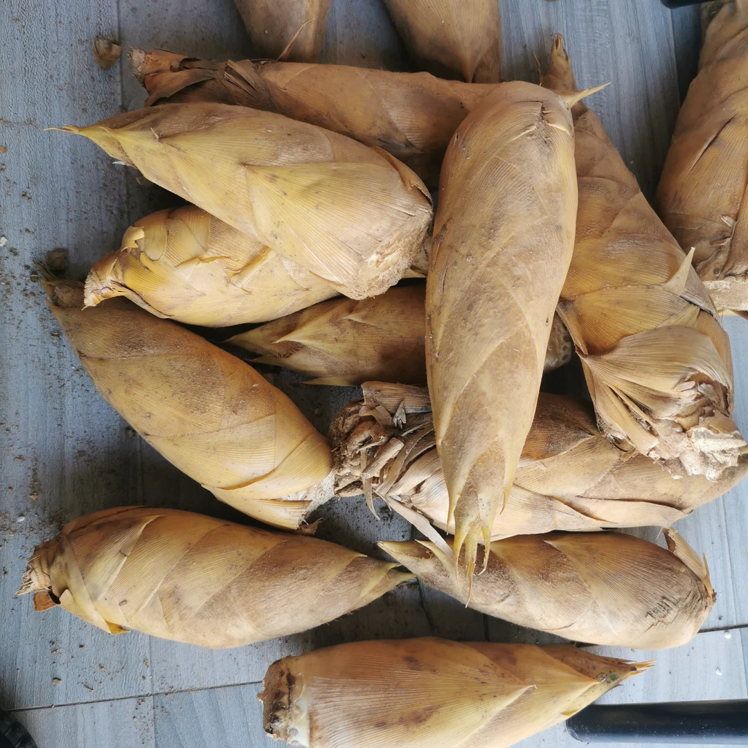 农户自挖  新鲜笋  冬笋个头不大